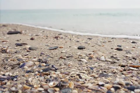 Different seashells on the sand closeup. Stock Photos