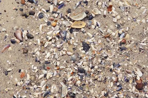 Different seashells on the sand closeup. Stock Photos