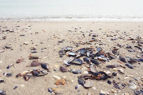 Different seashells on the sand closeup. Stock Photos