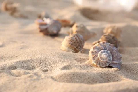Different seashells on sandy beach. Space for text Stock Photos