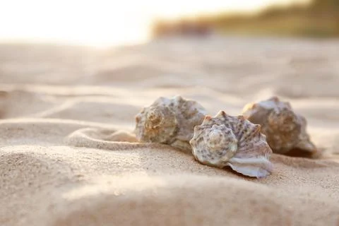 Different seashells on sandy beach. Space for text Foto stock