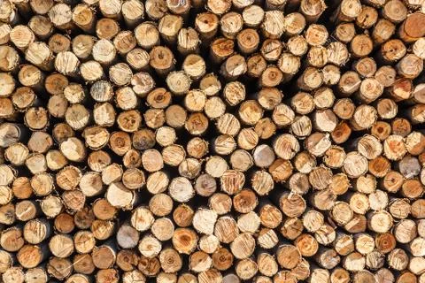 Different sections of the tree. Stock Photos