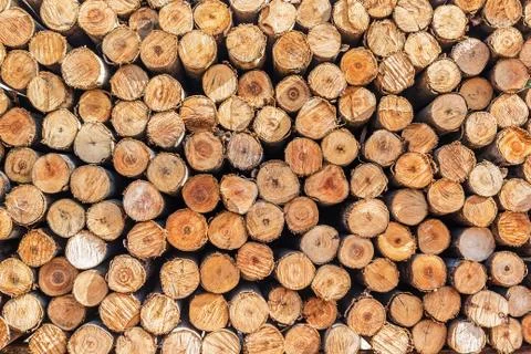 Different sections of the tree. Stock Photos