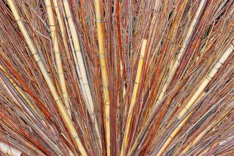 Different set of bare brown branch, creative wood background or wallpaper, brown Stock Photos