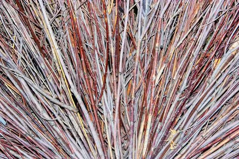 Different set of bare brown branch, creative wood background or wallpaper, brown Stock Photos