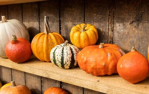 Different shape, size and color pumpkin wooden display on the harvest festival Stock Photos