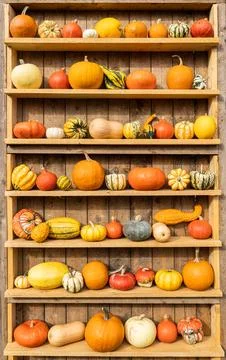 Different shape, size and color pumpkin wooden display on the harvest festival Stock Photos