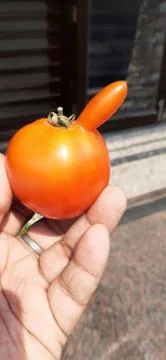 Different shaped tomato Stock Photos