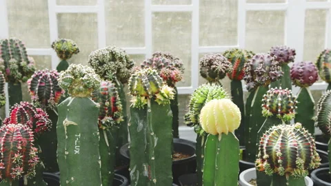 Different shapes and size of cactus plants in flower pots at cactus farm Stock Footage 205539395