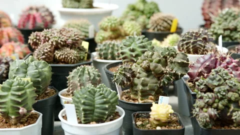 Different shapes and size of cactus plants in flower pots at cactus farm Stock Footage 205539397