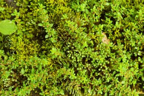 Different shapes and sizes of leaves and flowers on moss. The macro photo sho Stock Photos