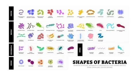 Different Shapes of bacteria shapes set collection poster for healthcare ed.. Stock Illustration