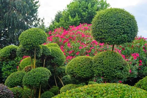 Different shapes of decorated trees in blossoming park Stock Photos
