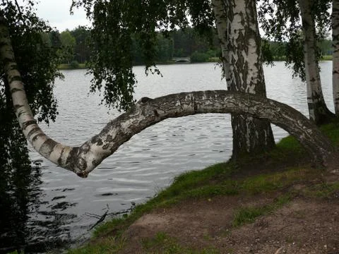 Different shapes of the trees Stock Photos