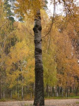 Different shapes of the trees Фото