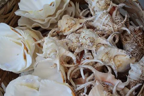 Different shell clams Stock Photos