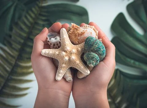 Different shells and starfish in the hands of a child on the background of tr Stock Photos