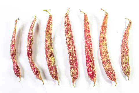 Different size and shape October bean pods lined up, isolated on white Stock Photos