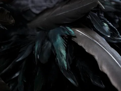 Different size feathers in a pattern for naturistic background Stock Photos