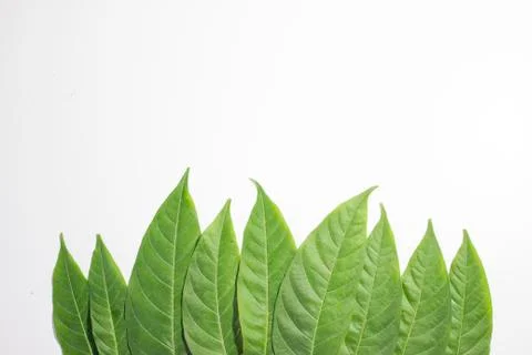 Different size green herbs Stock Photos