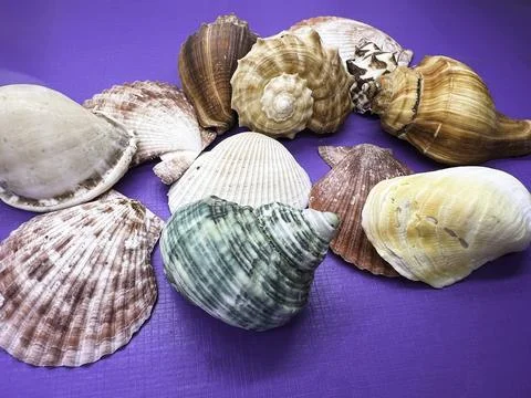Different size of Seashell put on purple background Foto stock