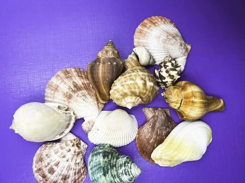 Different size of Seashell put on purple background Stock Photos