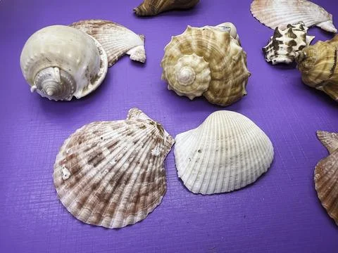 Different size of Seashell put on purple background Stock Photos