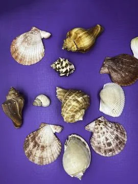 Different size of Seashell put on purple background Stock Photos