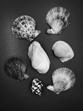 Different size of Seashell put on purple background 库存照片