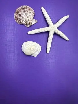 Different size of Seashell put on purple background 写真素材