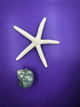 Different size of Seashell put on purple background Stockfoto's