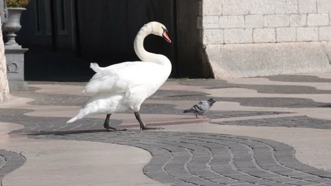 Different sized birds Stock Footage 106336687