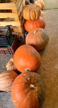 Different sized pumpkins stacked beside wooden and plastic crates Stock Photos