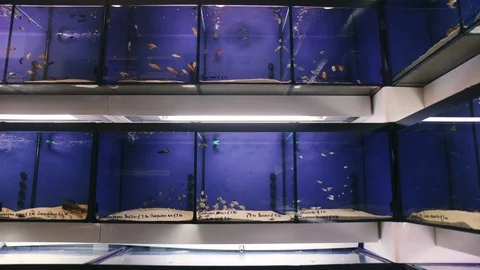 Different sizes acquarium shop Stock Footage 86391470