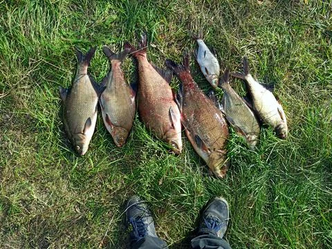 Different sizes of breams on green grass. Successful fishing rich catch Stock Photos