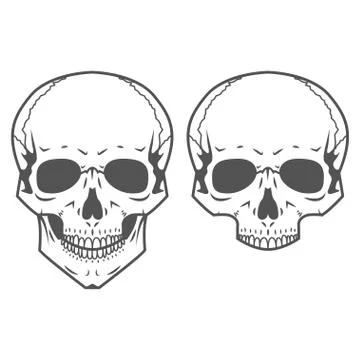 Different skulls on white background Illustration