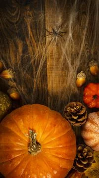 Different small pumpkins, cones, acorns and spider web with spiders on a wooden Stock Photos