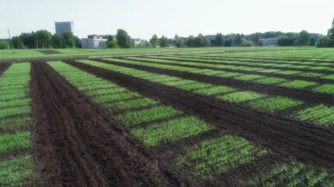 Different sorts of cereals on test plots 스톡 동영상 169452934