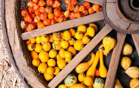 Different sorts of decorative pumpkins Stock Photos