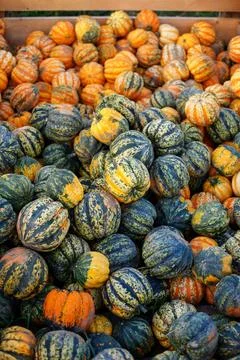 Different sorts of pumpkins fullframe Foto stock