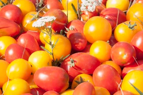Different sorts of tomatoes. Stock Photos