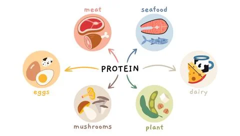 Different sources of protein infographics, including meat, seafood, eggs, d.. Stock Illustration