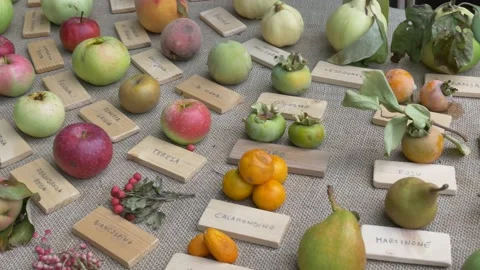 Different species of apples, on a table. Biological diversity concept. 库存影片 141543435