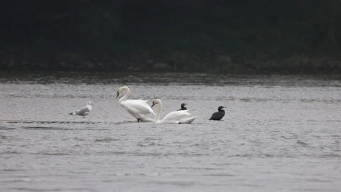 Different species of birds on the river in winter, 4K slomo Stock Footage 166207744
