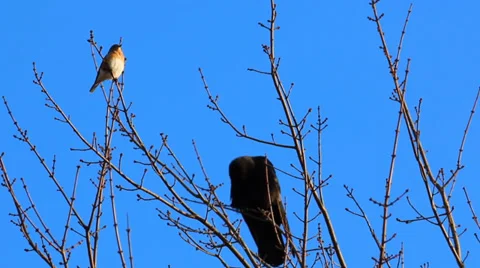 Different Species of Birds in Tree Stock Footage 35721880
