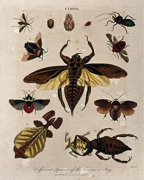The different species of the cimex. Coloured etching by J. Pass, 20 June 1801 Stock Illustration