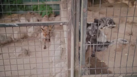 Different species of foxes live in the same zoo 스톡 동영상 308149003