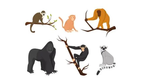 Different Species of Monkeys Sitting on Tree Branches Vector Set Illustrazione stock