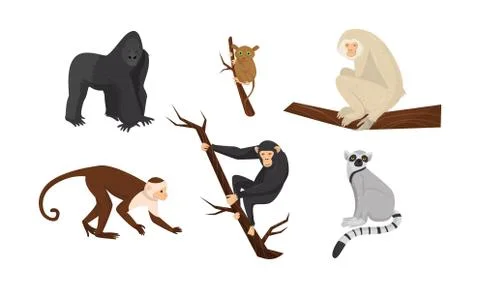 Different Species of Monkeys Sitting on Tree Branches Vector Set Illustrazione stock