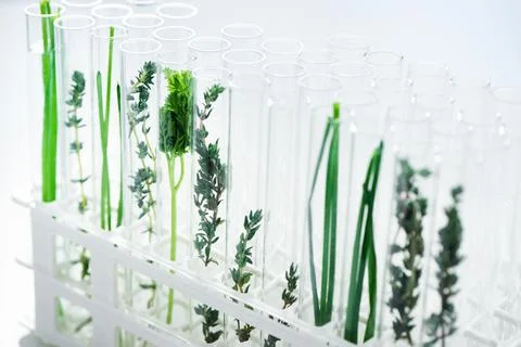 Different species need different treatment. different plant species in test Stock Photos